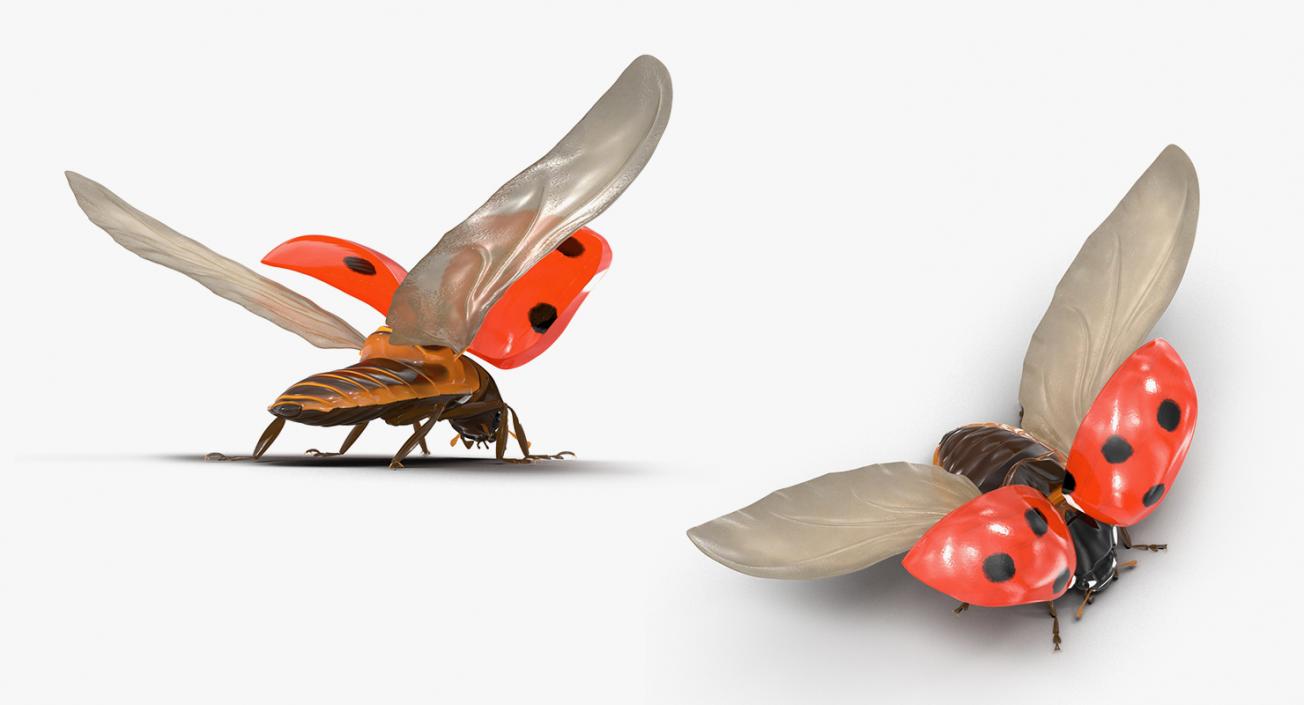 Flying Insects Collection 5 3D