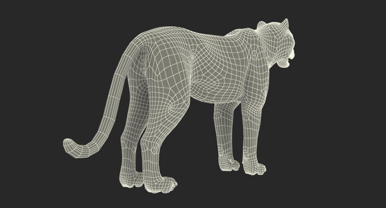 3D Snow Leopard with Fur