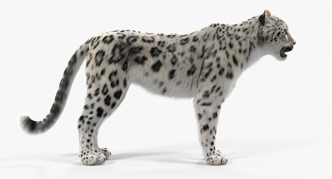 3D Snow Leopard with Fur