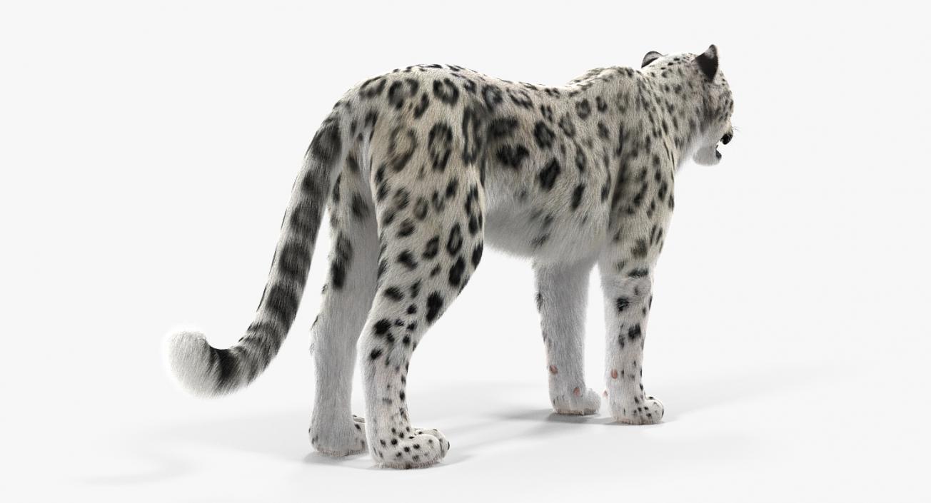 3D Snow Leopard with Fur