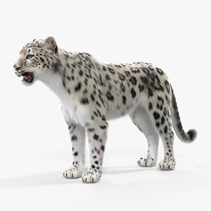 3D Snow Leopard with Fur