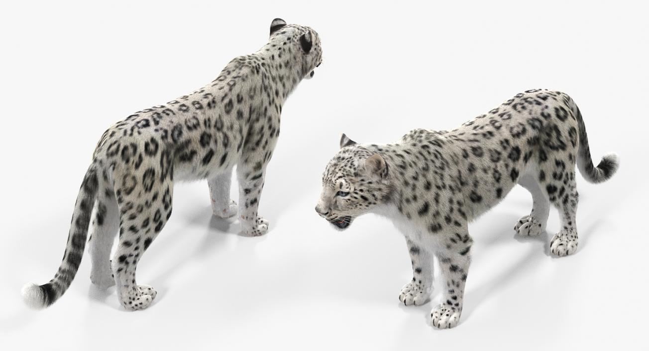 3D Snow Leopard with Fur