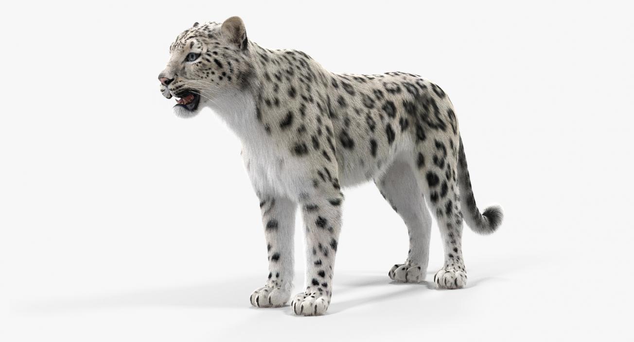 3D Snow Leopard with Fur