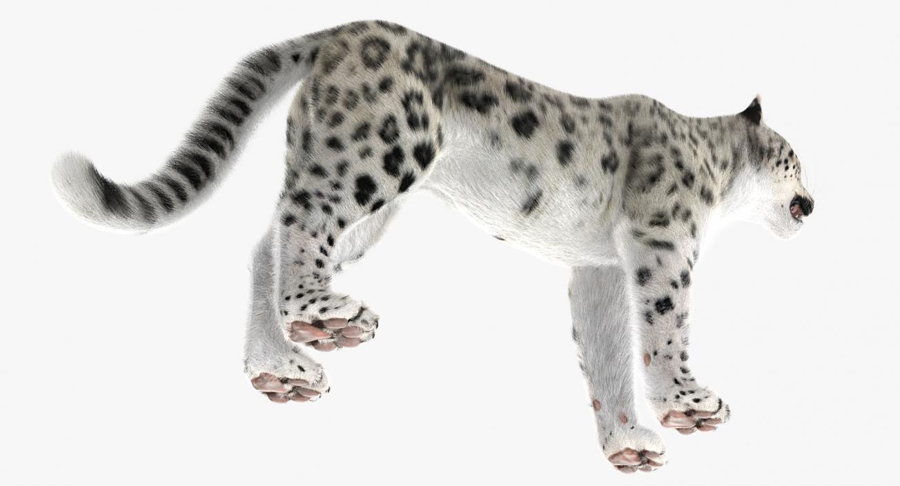 3D Snow Leopard with Fur