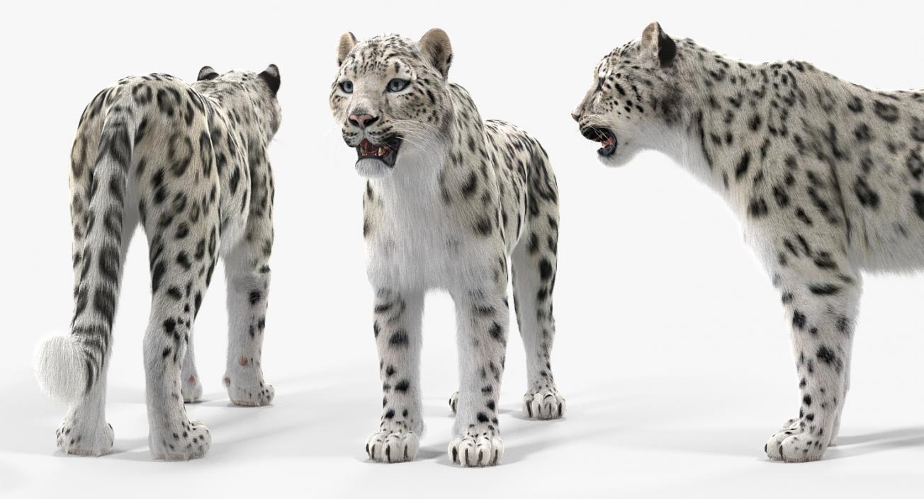 3D Snow Leopard with Fur