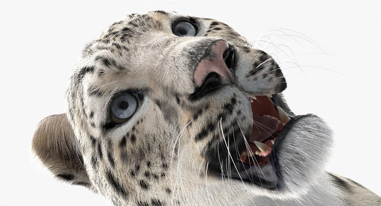 3D Snow Leopard with Fur