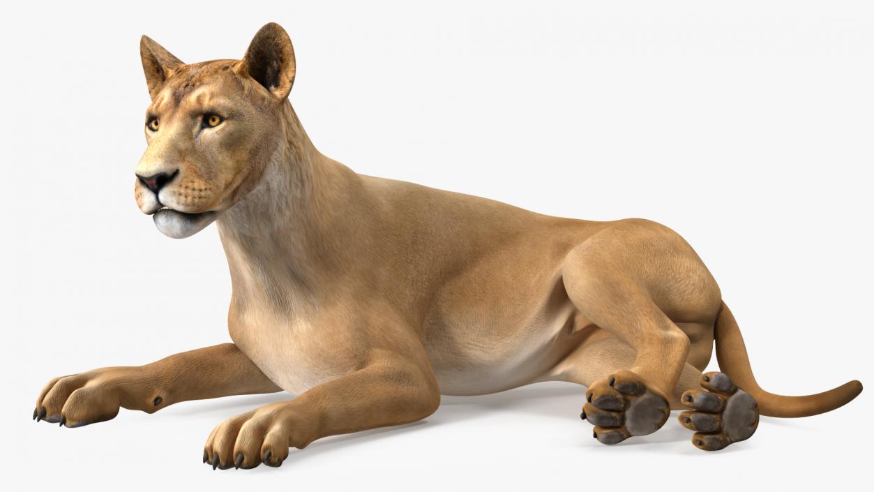 3D Young Lion Lying Pose