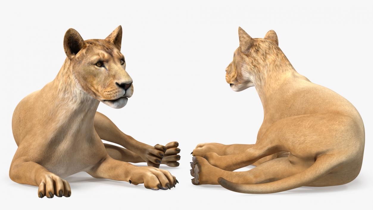 3D Young Lion Lying Pose