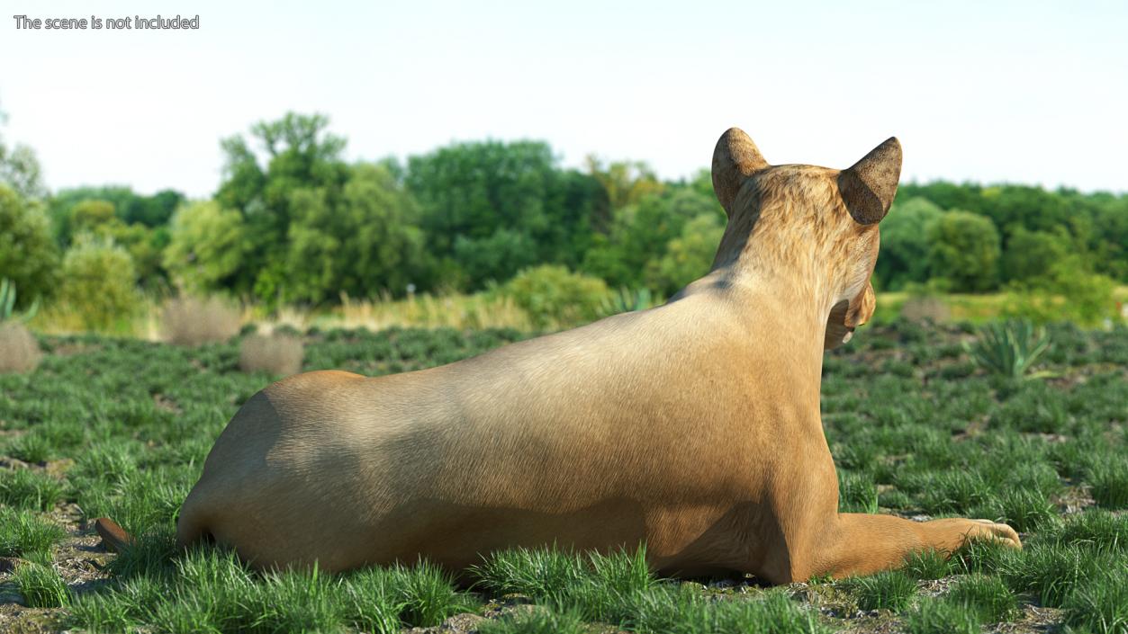 3D Young Lion Lying Pose