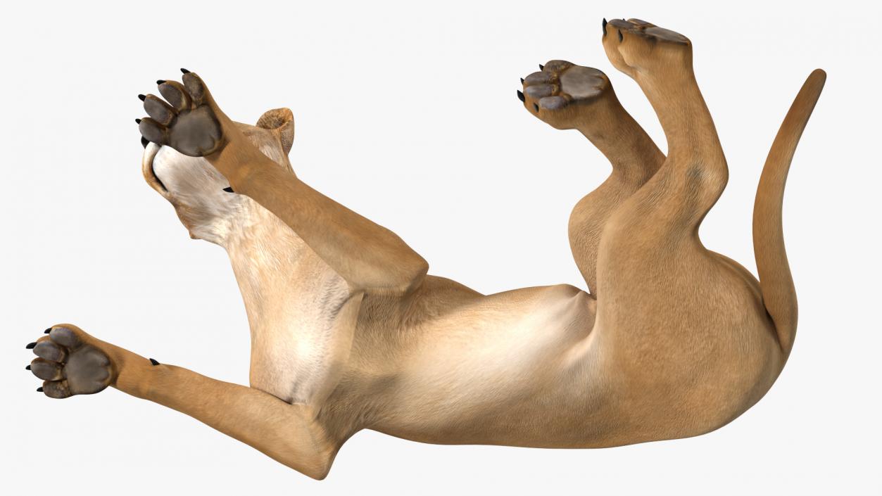 3D Young Lion Lying Pose