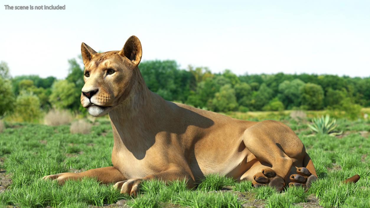 3D Young Lion Lying Pose