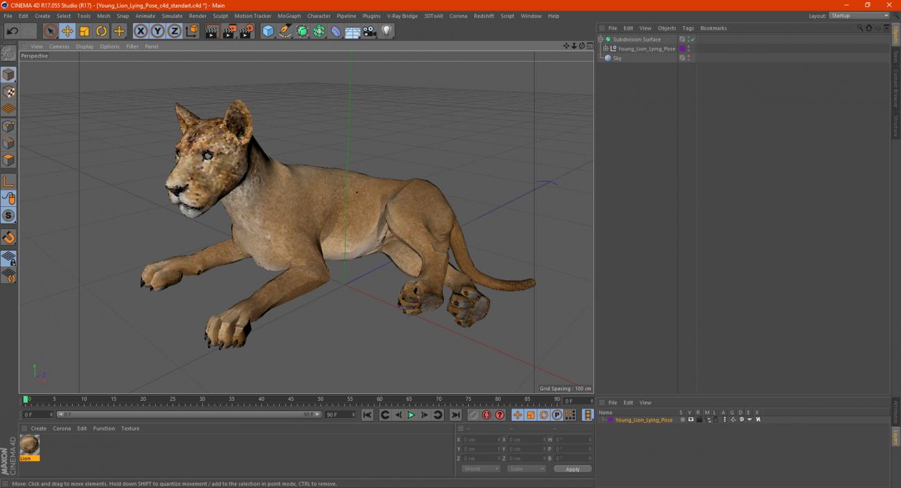 3D Young Lion Lying Pose