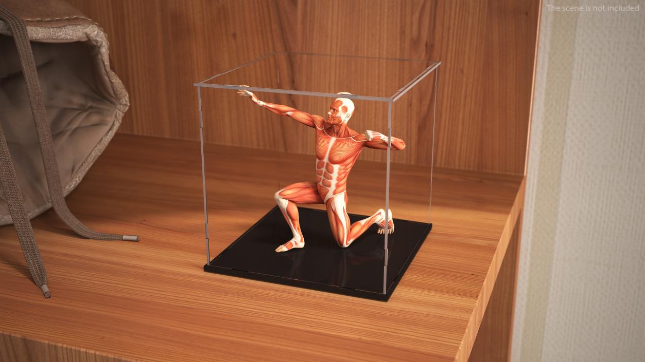 Display Case for Collectibles 3D model