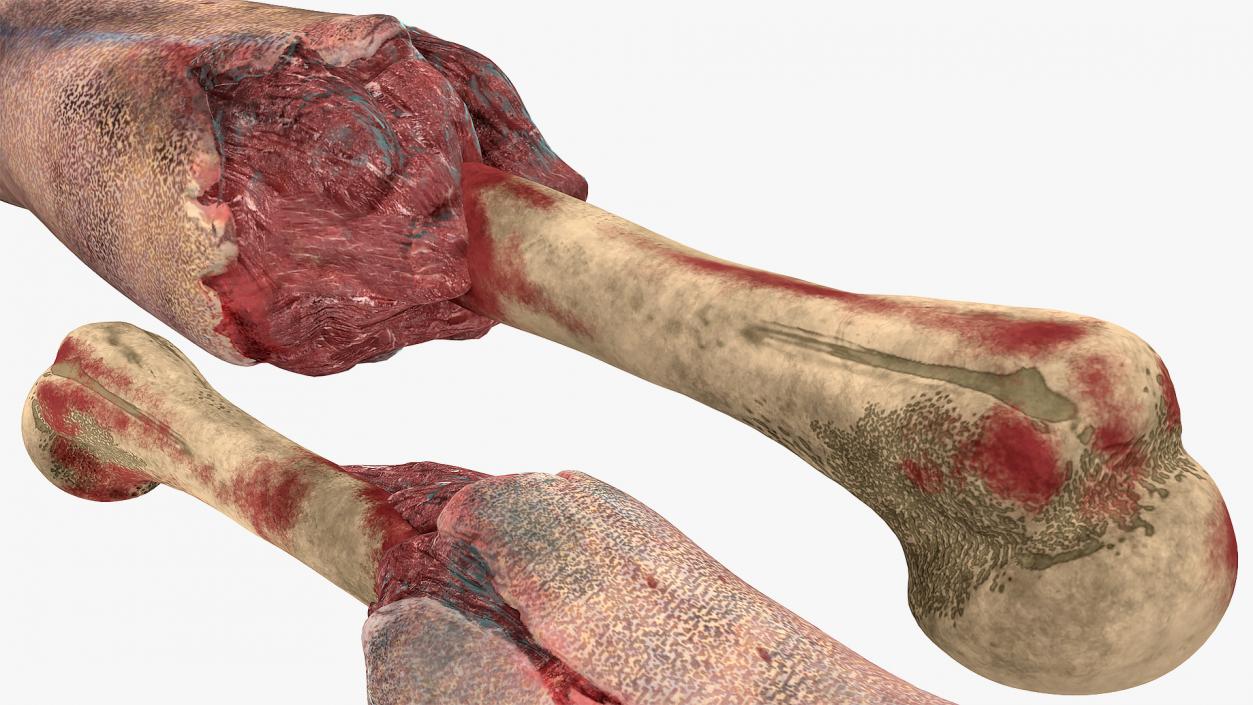 3D model Bloody Zombie Arms Rigged