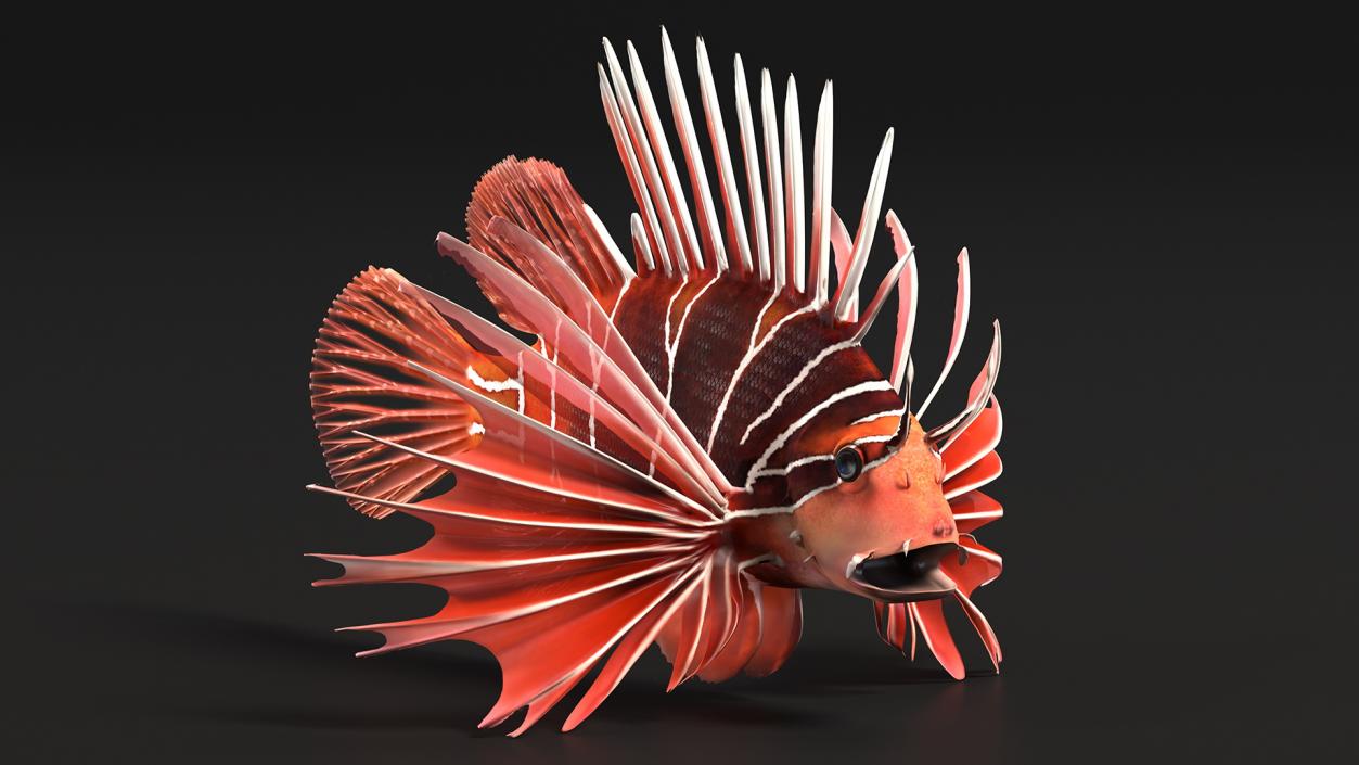 3D Clearfin Lionfish Rigged for Cinema 4D model