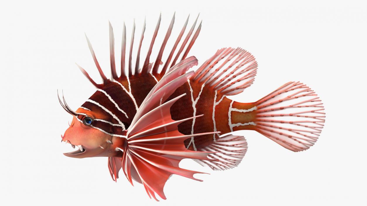 3D Clearfin Lionfish Rigged for Cinema 4D model