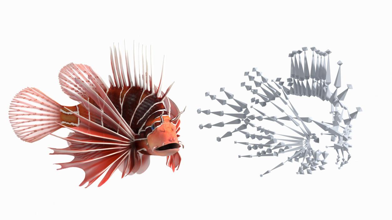 3D Clearfin Lionfish Rigged for Maya model