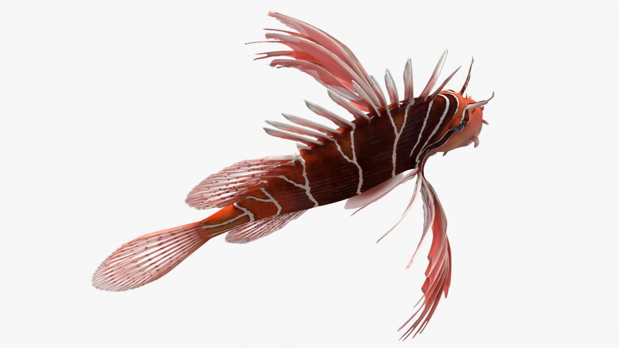 3D Clearfin Lionfish Rigged for Maya model