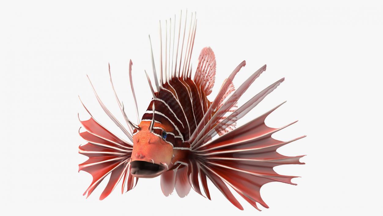 3D Clearfin Lionfish Rigged for Modo model