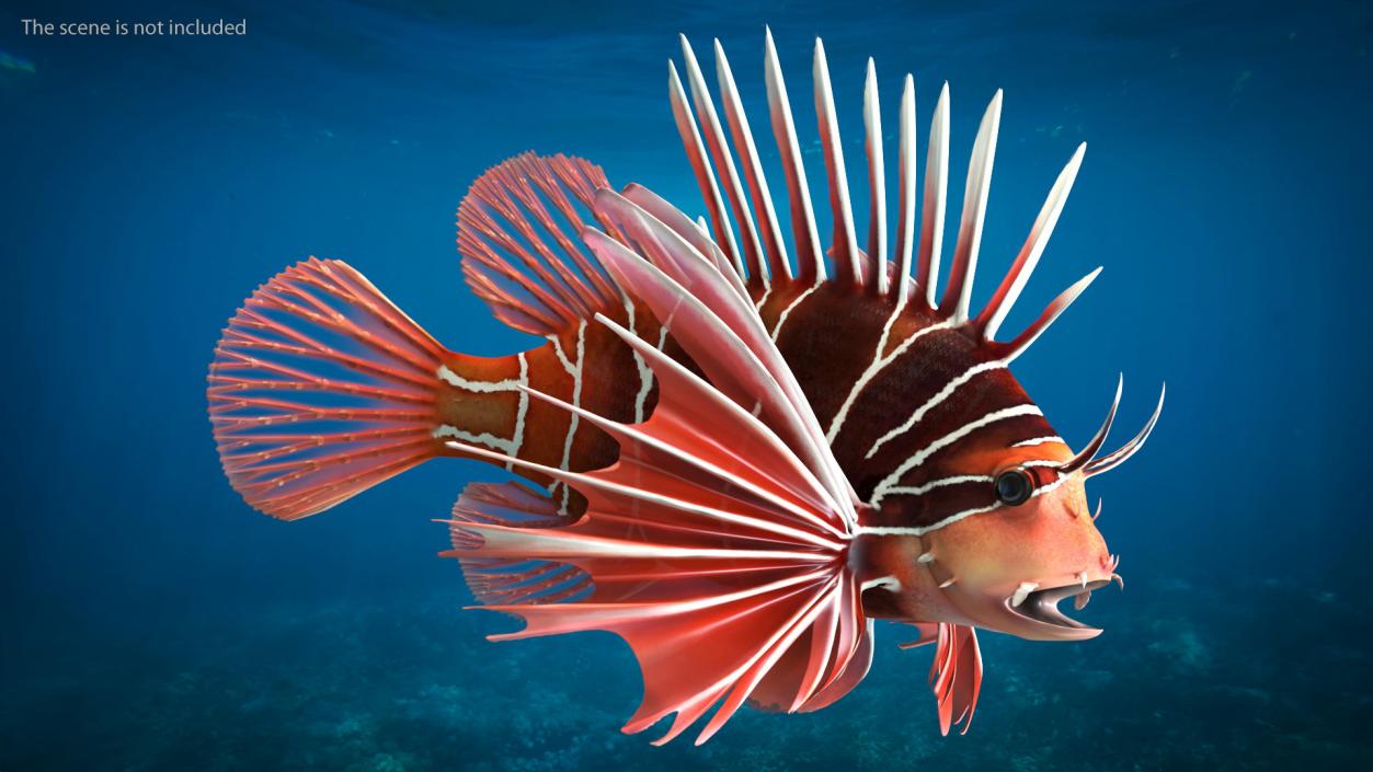 3D Clearfin Lionfish Rigged for Modo model