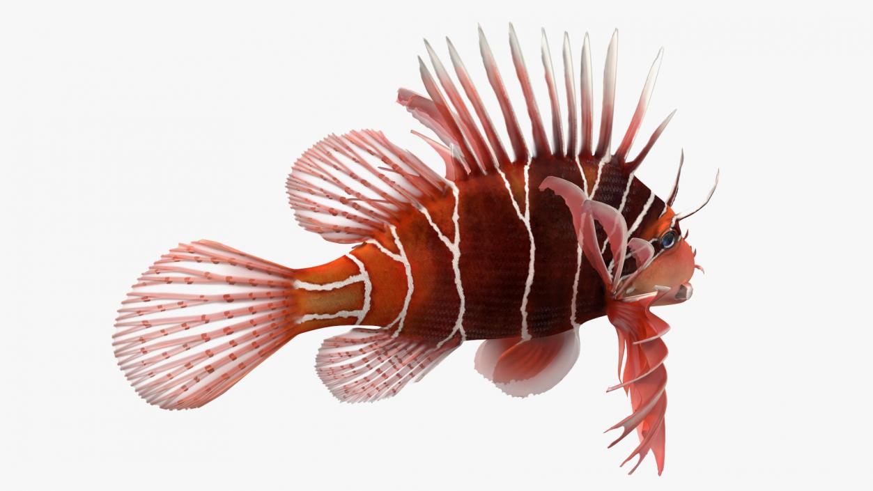 3D Clearfin Lionfish Rigged for Modo model