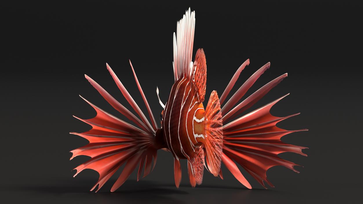 3D Clearfin Lionfish Rigged for Maya model