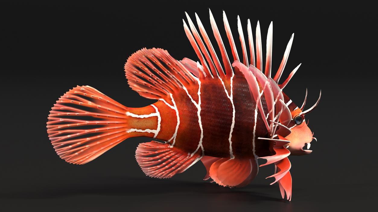 Clearfin Lionfish Rigged 3D model