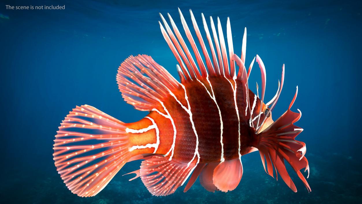 3D Clearfin Lionfish Rigged for Cinema 4D model