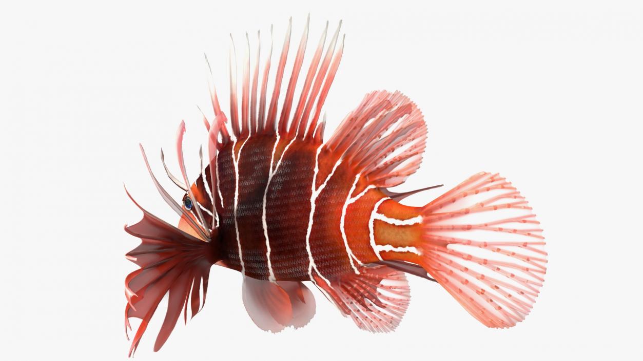 Clearfin Lionfish Rigged 3D model