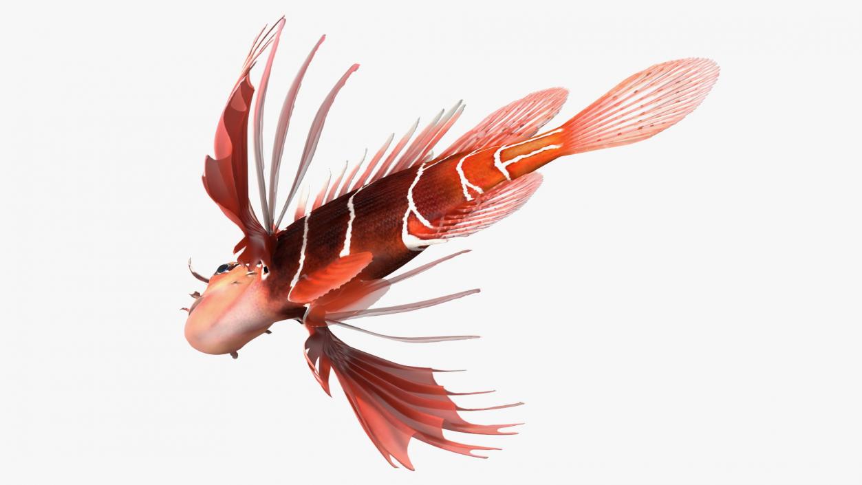 Clearfin Lionfish Rigged 3D model