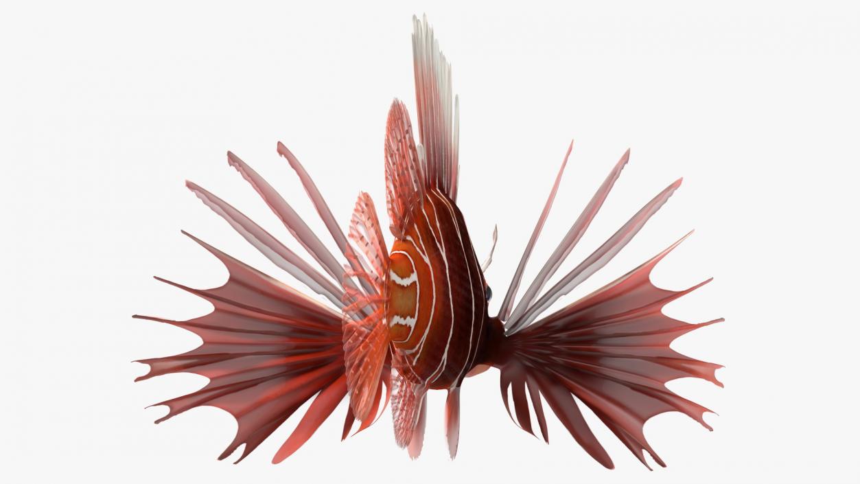 3D Clearfin Lionfish Rigged for Modo model