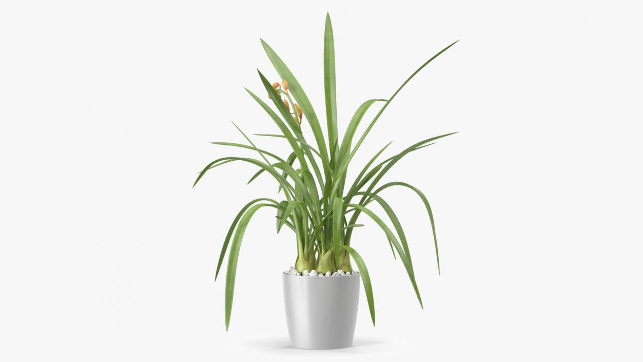 Young Orchid Pot Plant 3D