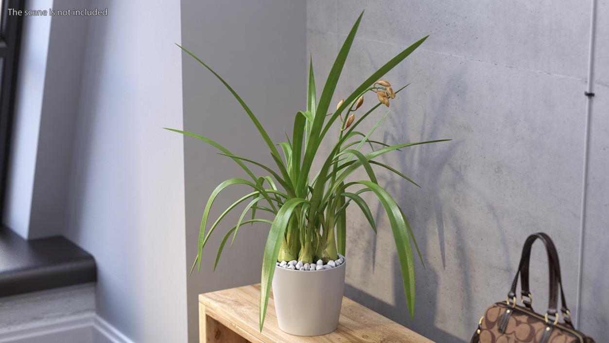 Young Orchid Pot Plant 3D