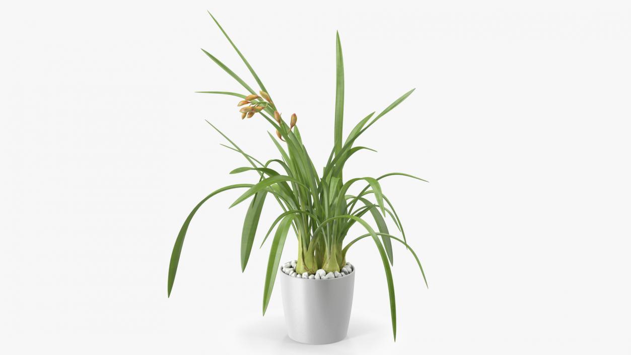 Young Orchid Pot Plant 3D