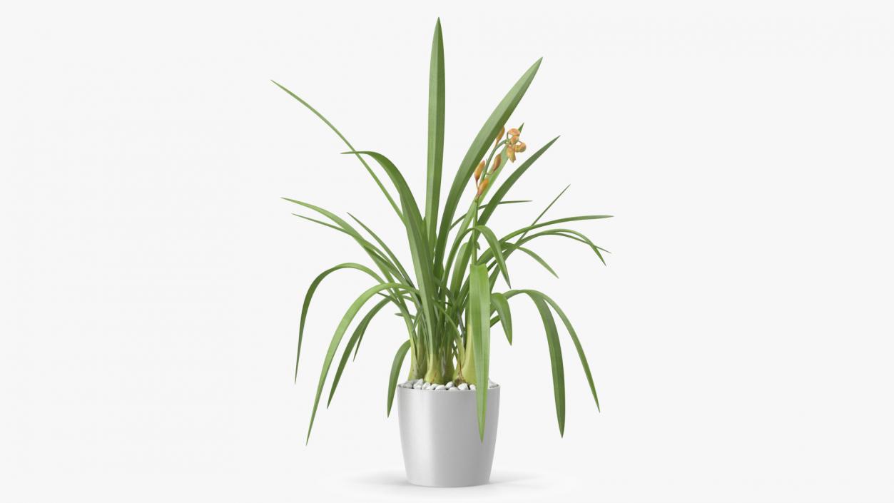 Young Orchid Pot Plant 3D