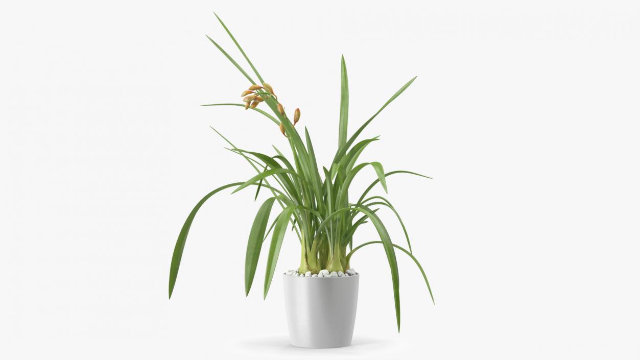 Young Orchid Pot Plant 3D