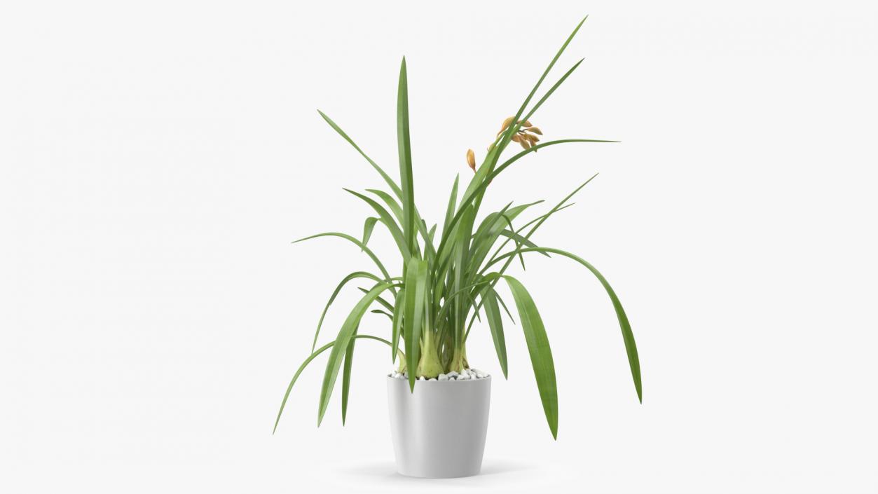 Young Orchid Pot Plant 3D