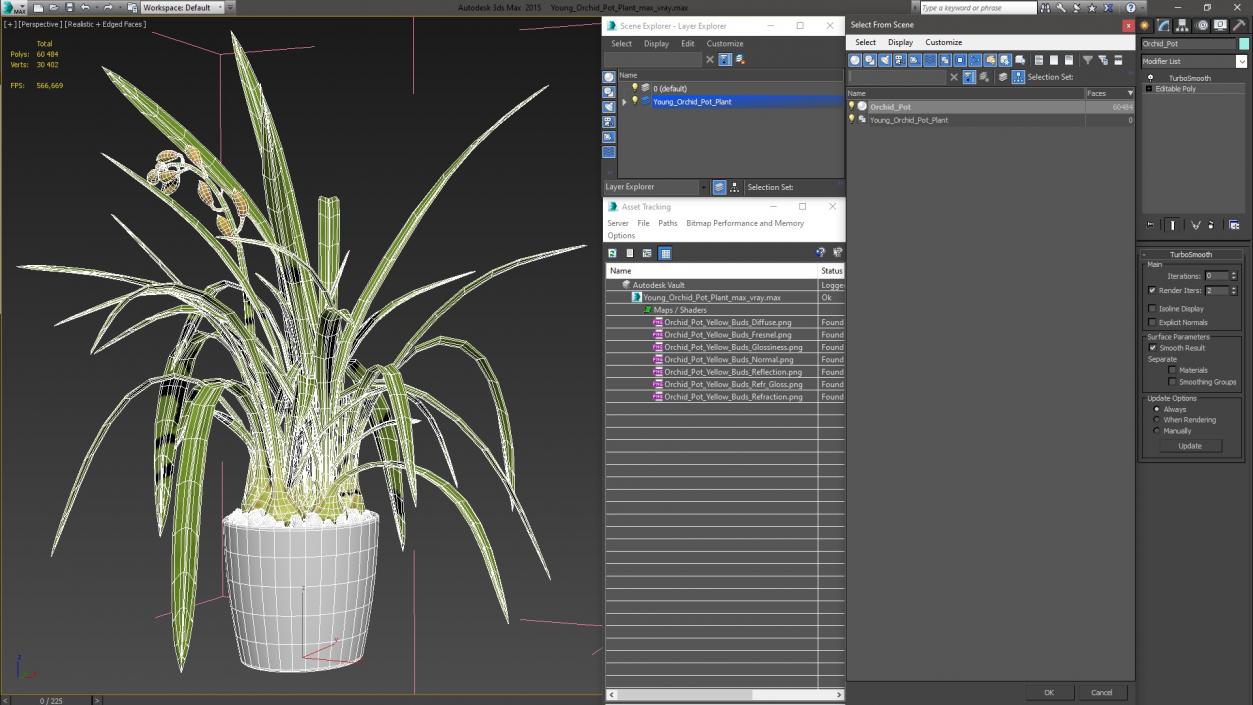 Young Orchid Pot Plant 3D