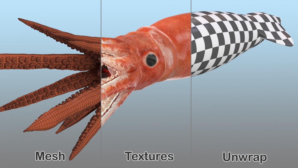 3D Arrow Squid Doryteuthis Plei model