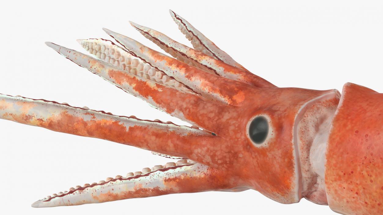 3D Arrow Squid Doryteuthis Plei model