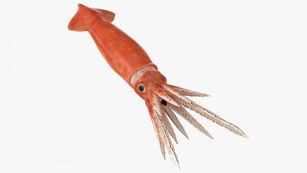 3D Arrow Squid Doryteuthis Plei model