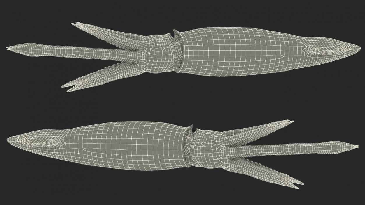 3D Arrow Squid Doryteuthis Plei model