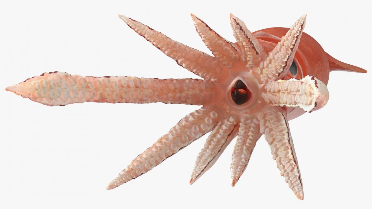 3D Arrow Squid Doryteuthis Plei model