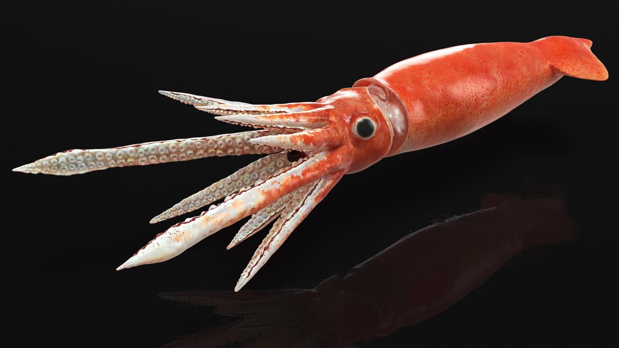 3D Arrow Squid Doryteuthis Plei model