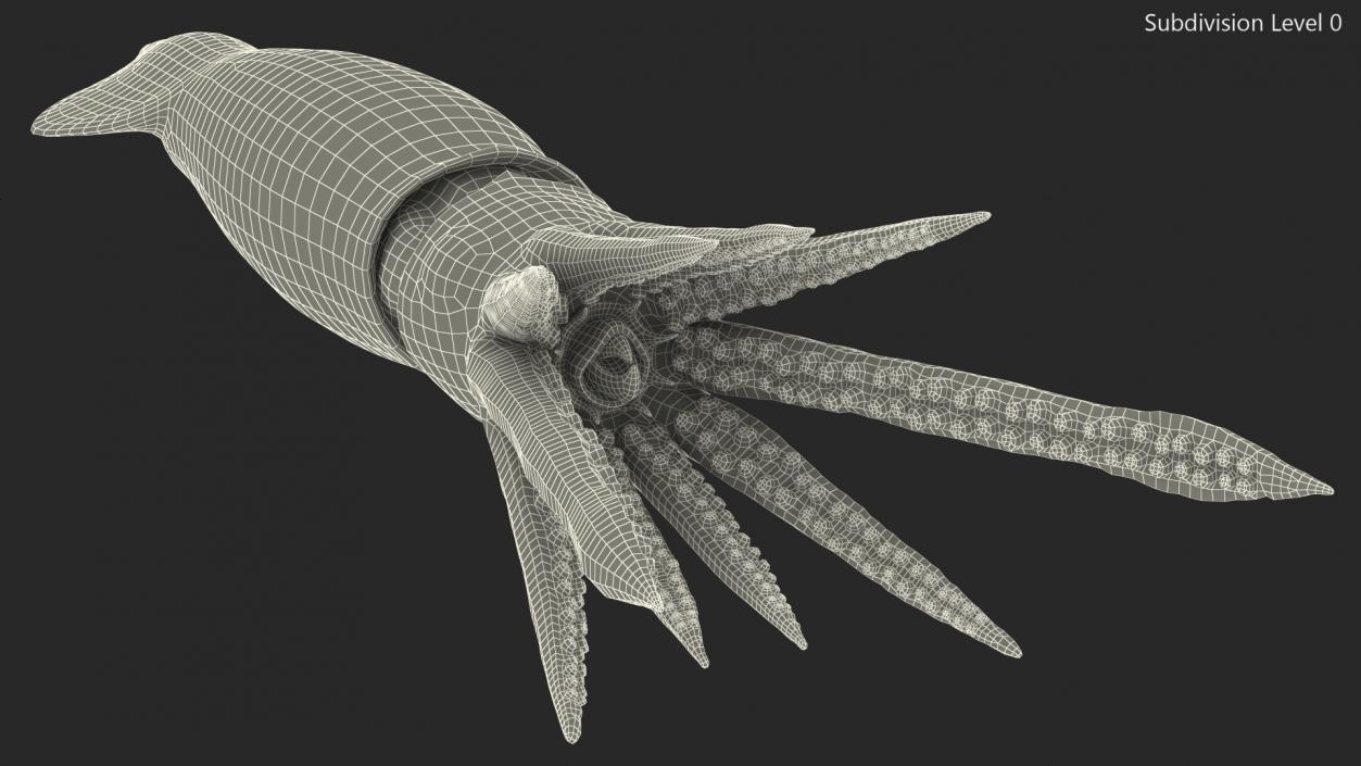 3D Arrow Squid Doryteuthis Plei model