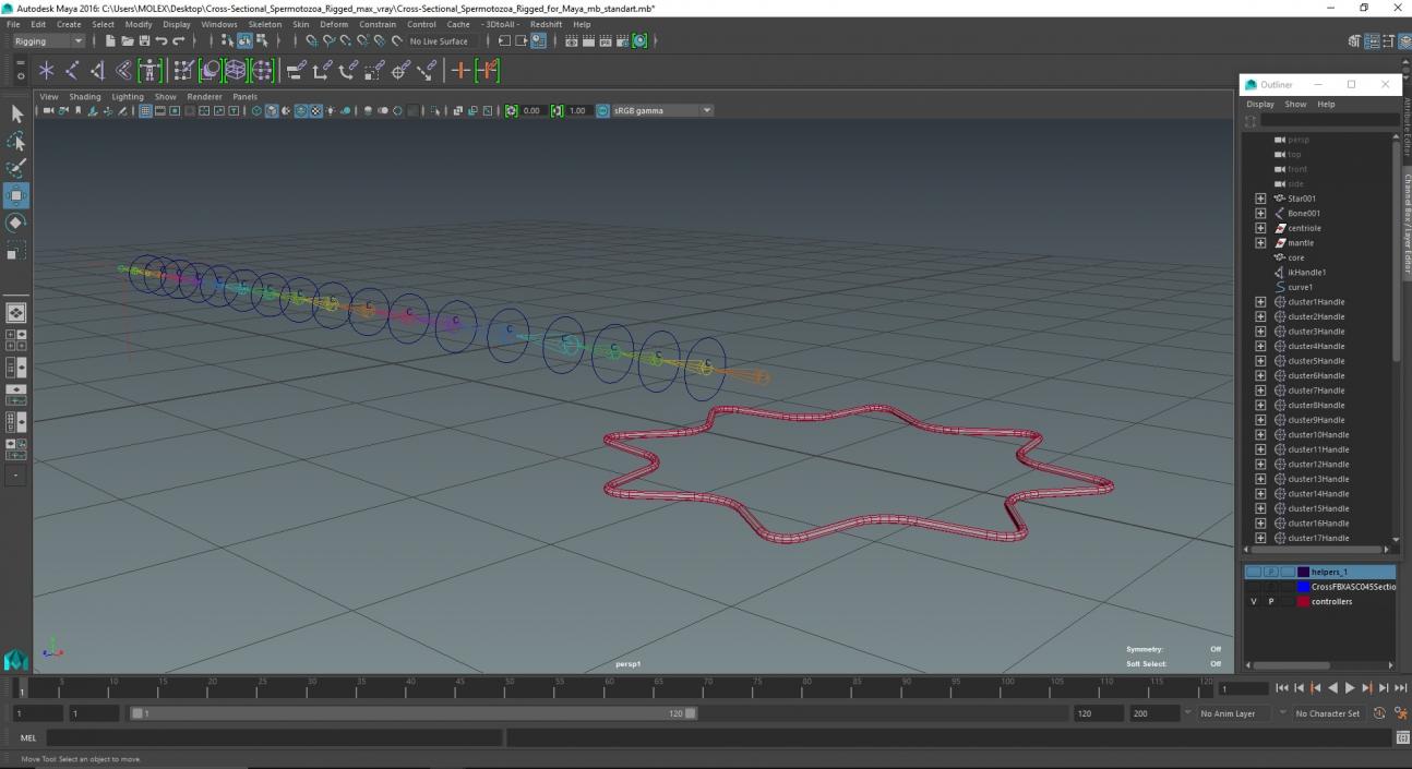 3D Cross-Sectional Spermotozoa Rigged for Maya model