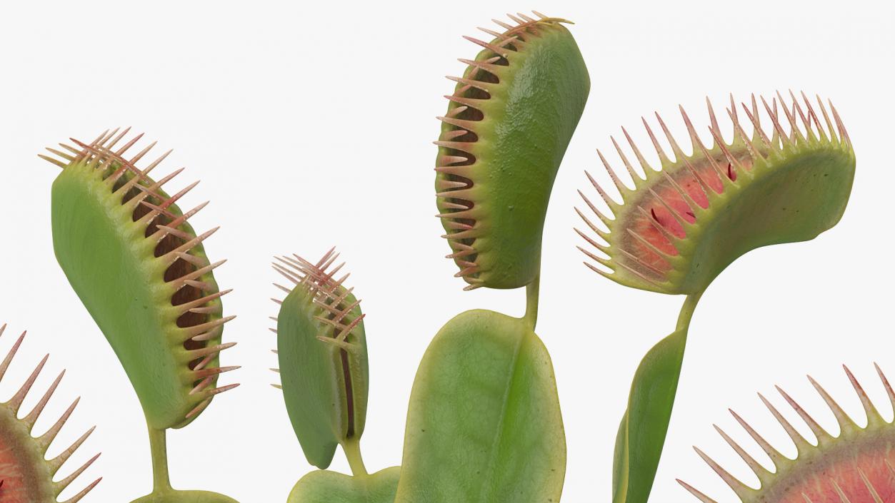 Venus Flytrap Dionaea Muscipula Plant 3D