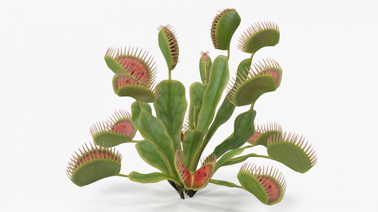 Venus Flytrap Dionaea Muscipula Plant 3D