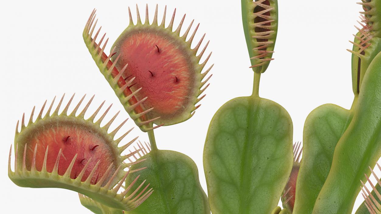 Venus Flytrap Dionaea Muscipula Plant 3D