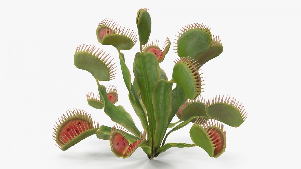 Venus Flytrap Dionaea Muscipula Plant 3D